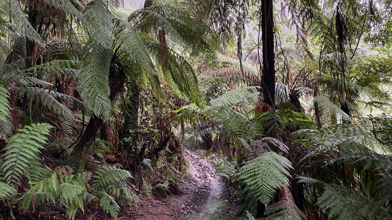 Beautiful forest trail near Melbourne