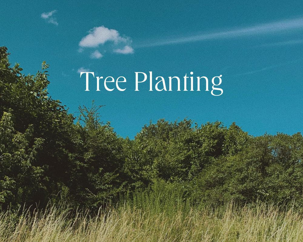 A field surrounded by trees